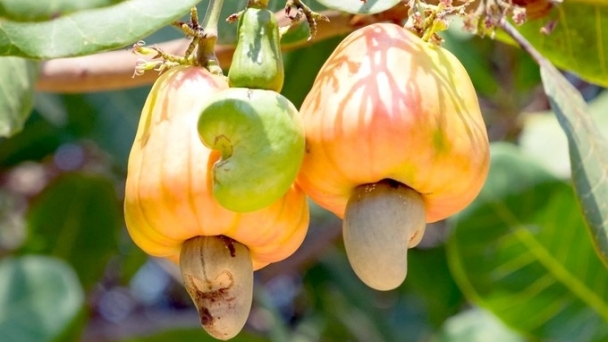 Vietnam buys 90% of Cambodia's cashew nut output